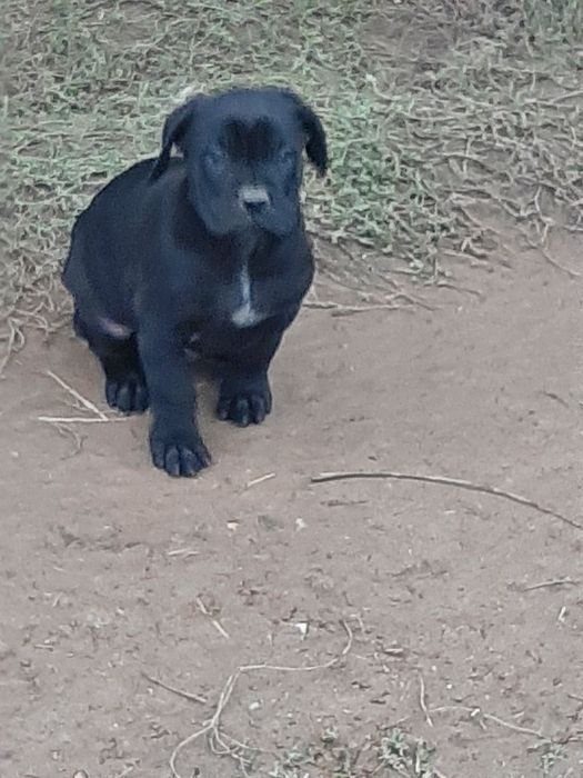 Femela cane corso 2 luni