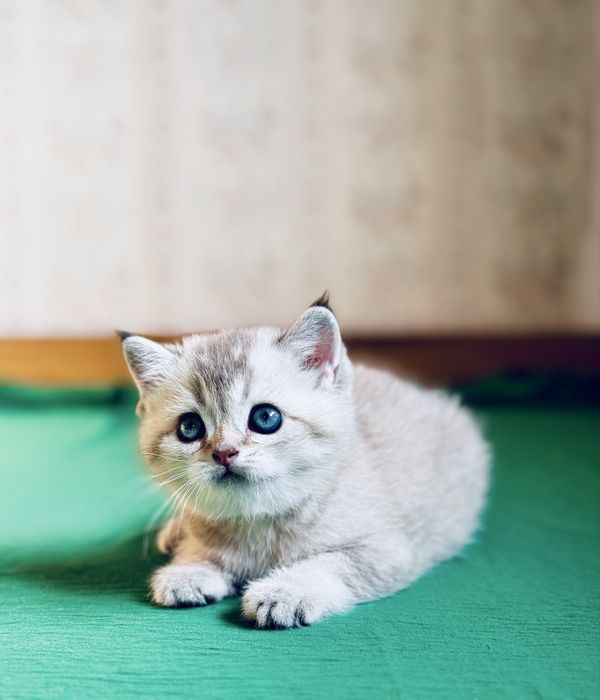 Серебристая шиншилла.