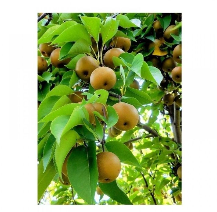 Par (Soiul Nashi Hosui )