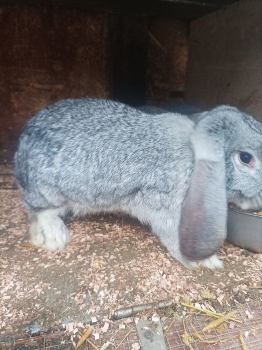 Iepuri berbec german