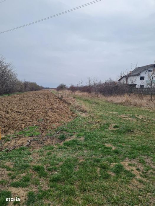 Teren suprafata 5 500 mp Albota