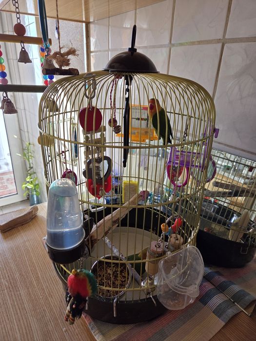 Pereche tanara papagali Agapornis/Amorezi cu colivie si accesorii.