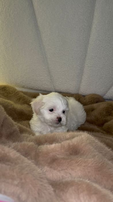 Bichon maltez fetita