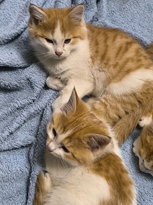 Отдаем милых рыжих котят в добрые руки