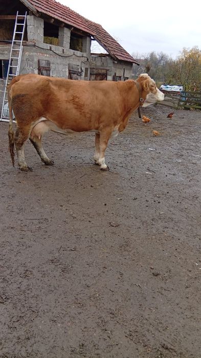 Vaci Bălțată Românească