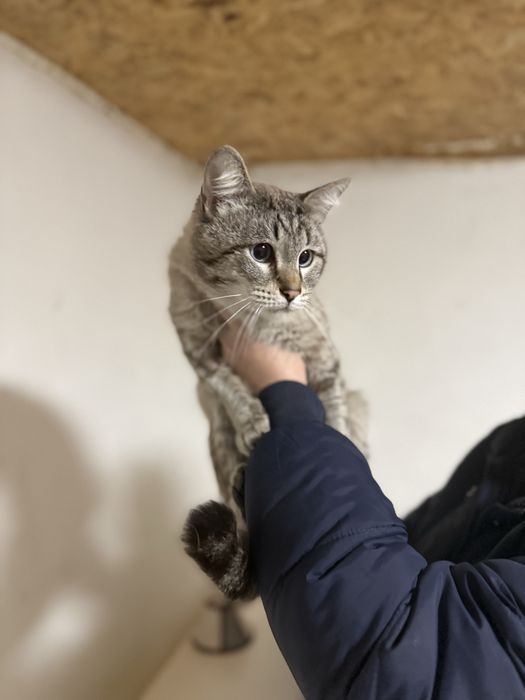 Молодой кот в добрые руки