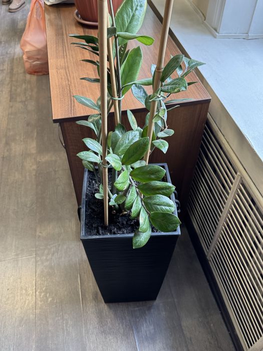 Долларовое дерево  (Замиокулькас) 100см