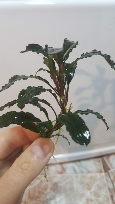 Plante acvariu Bucephalandra 10+ soiuri, carasi sarasa, plante iaz