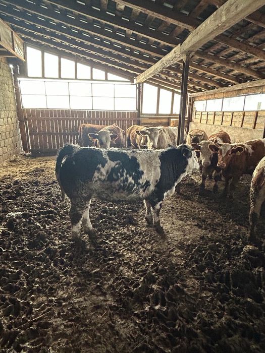 Vând vitei informați la telefon