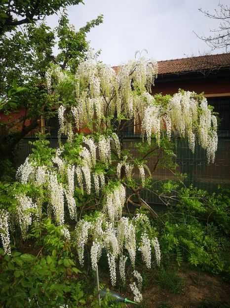 wisteria alba floribunda 1m