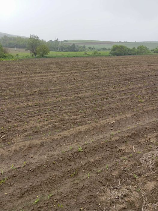 Vand teren arabil si pasunat la 1 km de Agnita Sibiu