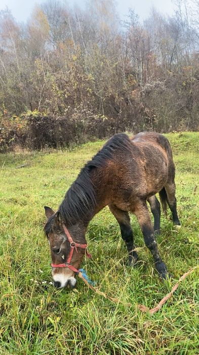 Vand iapa buna de ham