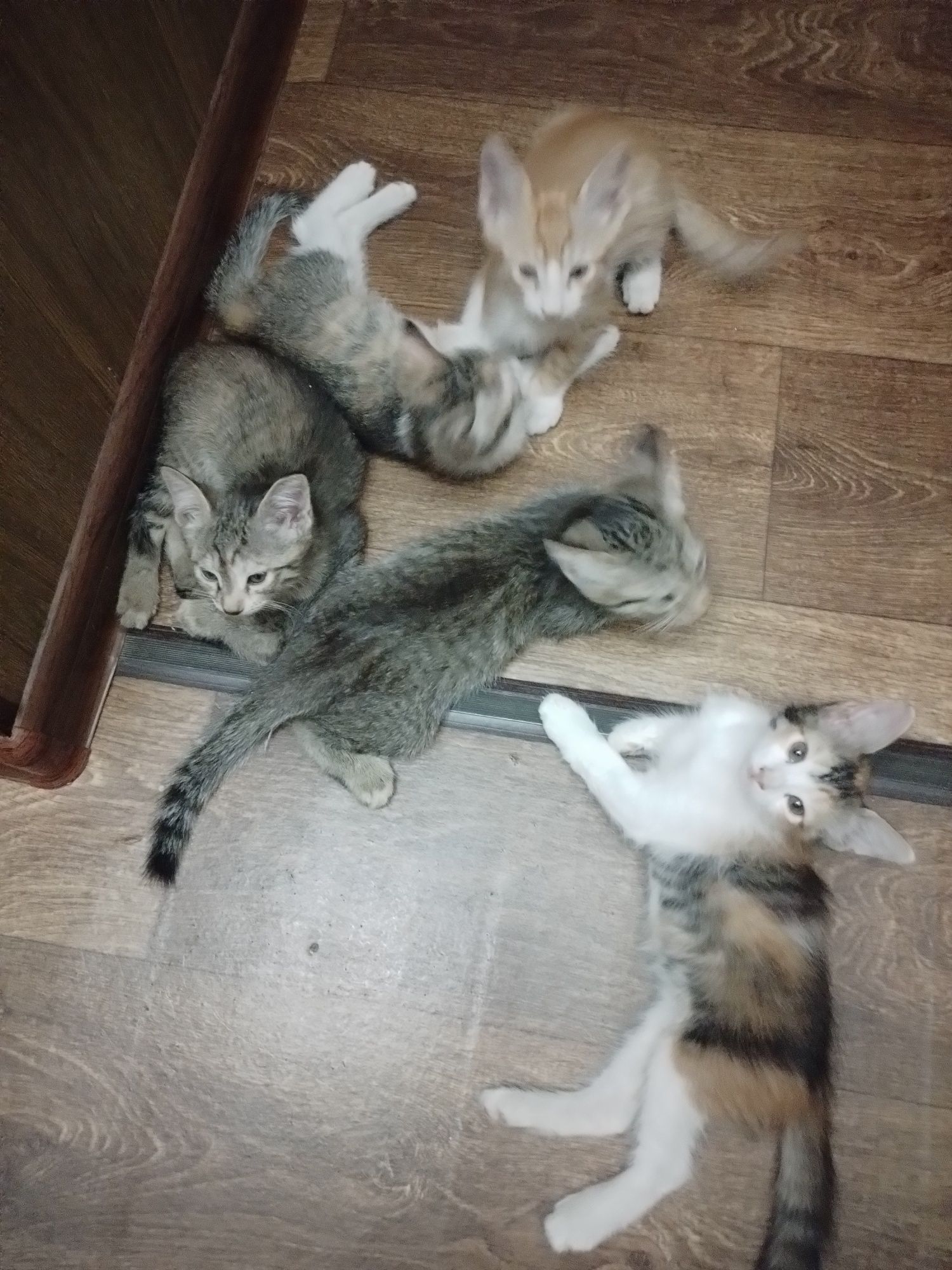 Отдам котят в добрые руки