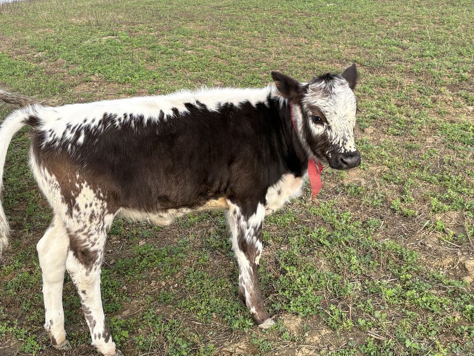 Vacă cu vitel de vânzare