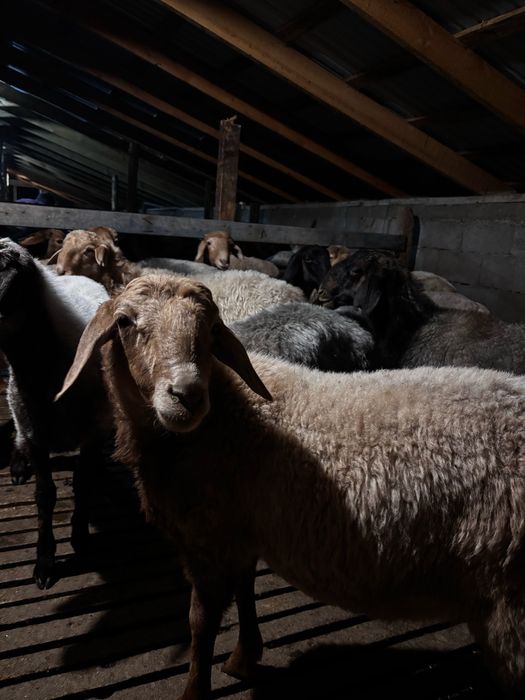 Барашки-баранина / Кой еты