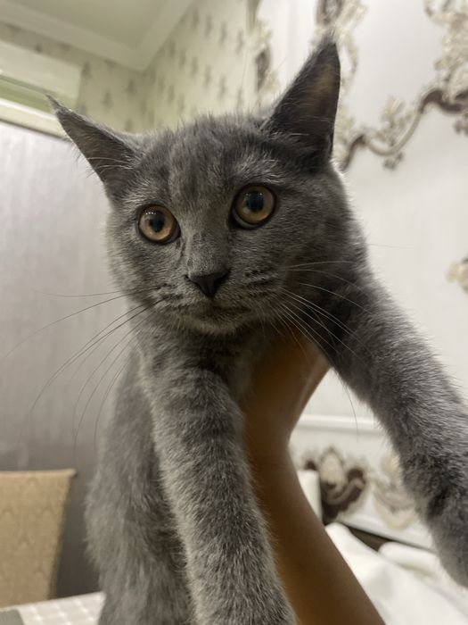 Скотиш фолд страйт котёнок