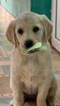 Golden goldador pui