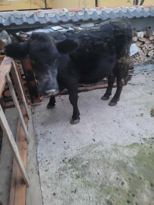 Продавам заплодена юница