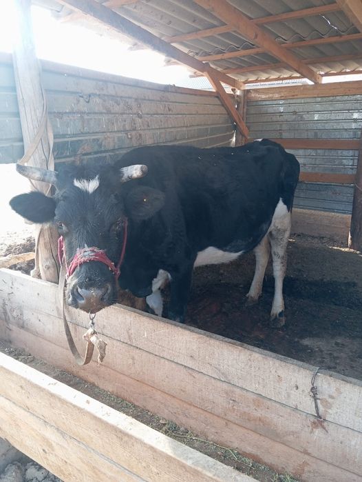 Сиыр және бұзау шұбарсу 2 де