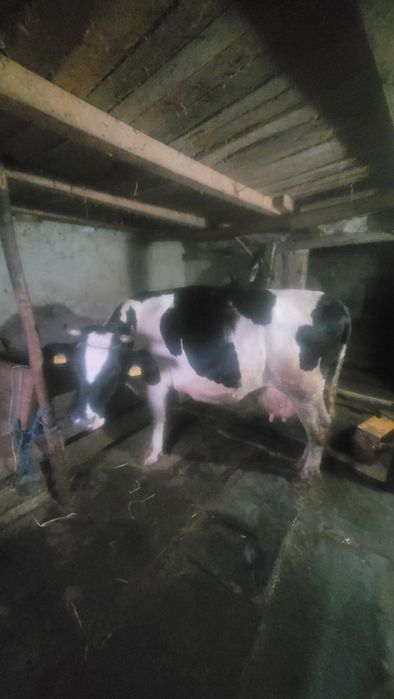 Vând vacă preț negociabil