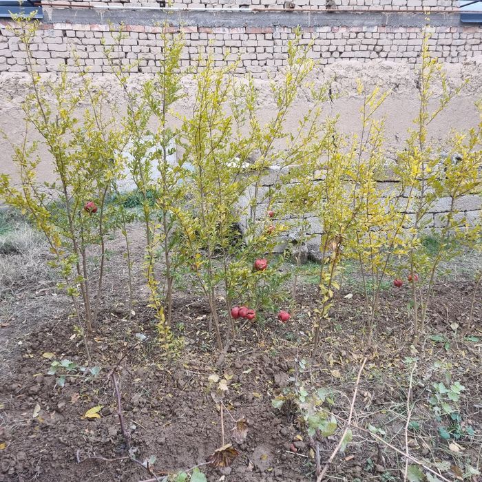 Сотиладиган тайёр ҳар ҳил кўчатлар бор