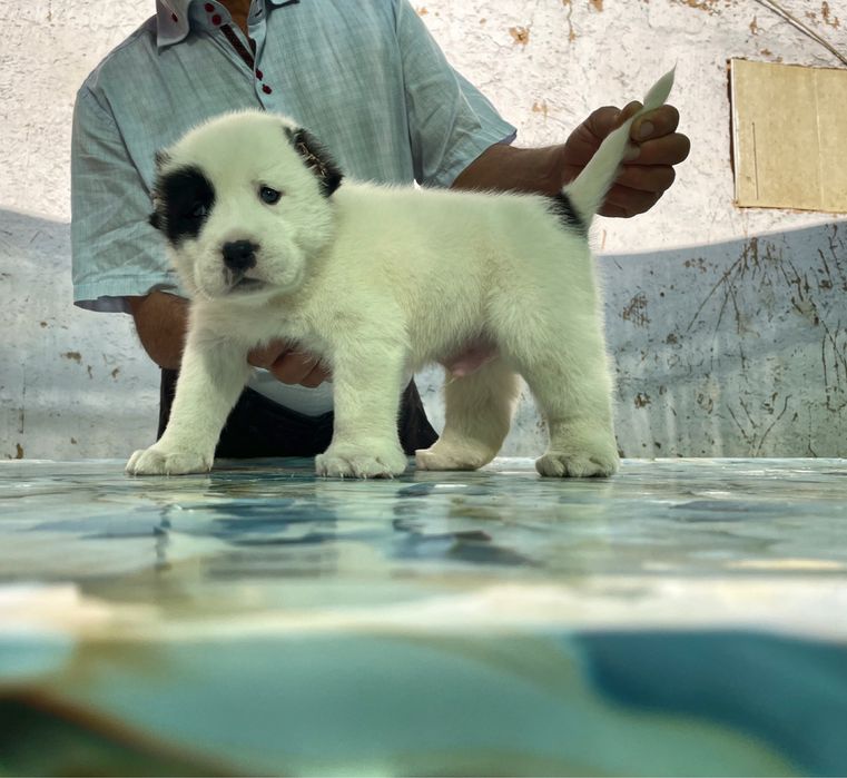 Щенок Алабая ( туркменский ) чистокровный