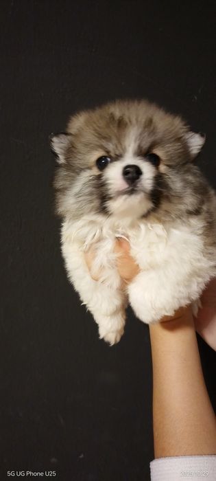 Мини шпиц момиче