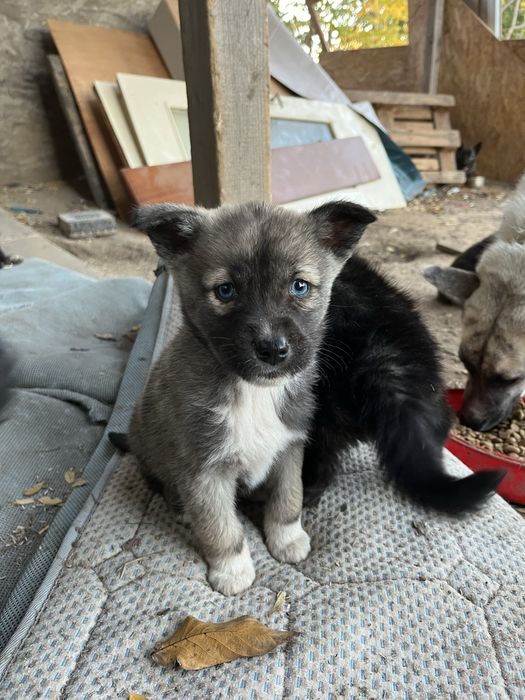 Donez spre adoptie pui din husky. Somova, Tulcea.