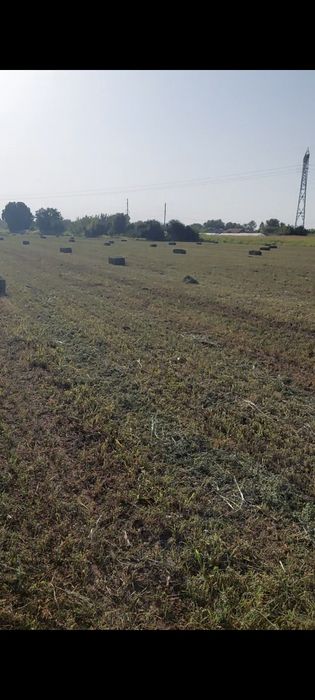 VÂND BALOTI de Lucernă!!