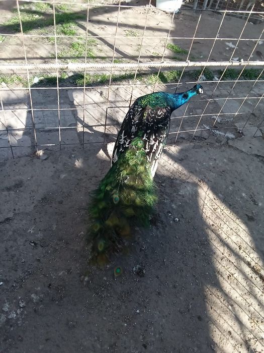 Vând masculi maturi