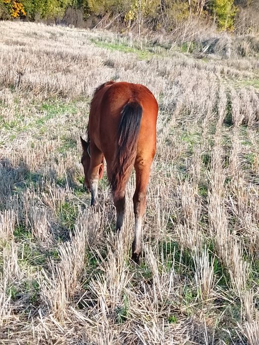 Vând mânză cu vârsta de 7 luni