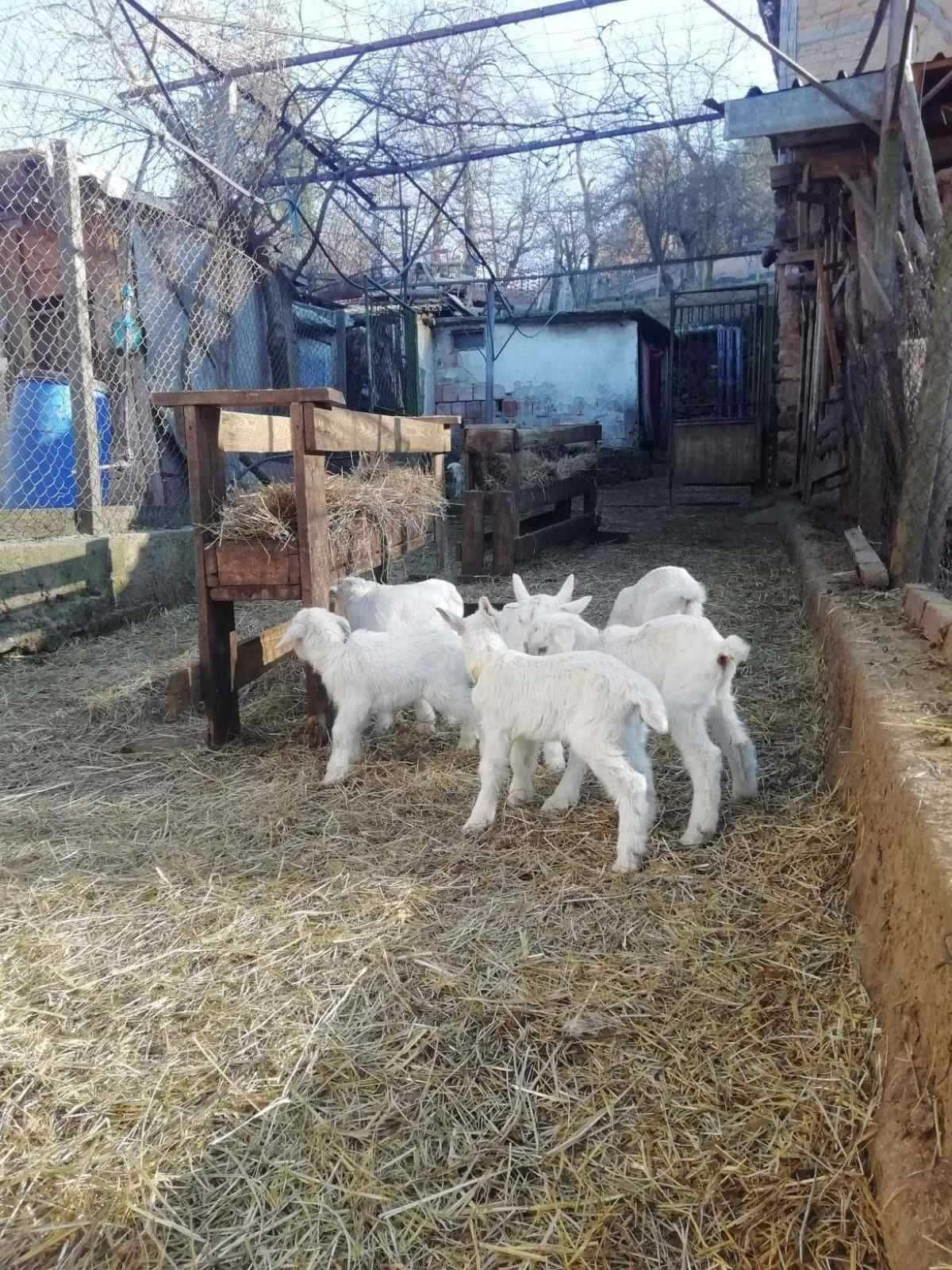 Ярета, порода ББМ, новородени и отраснали