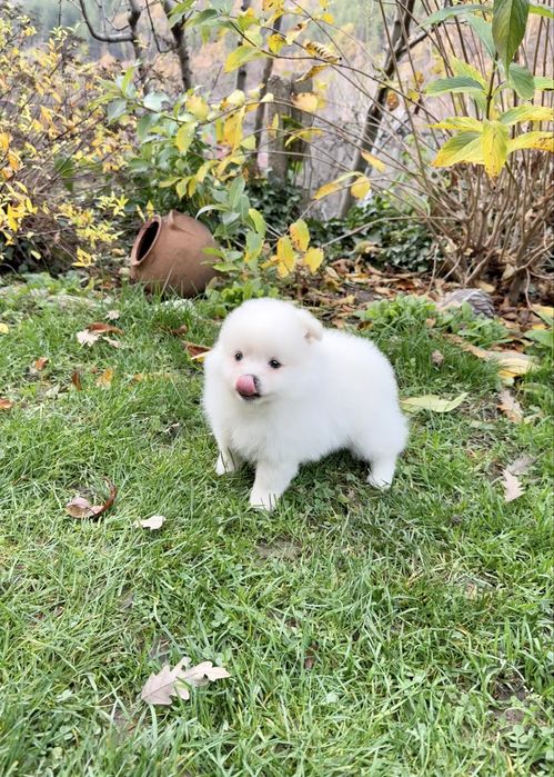 Померан момиче със втора ваксина. Померанче