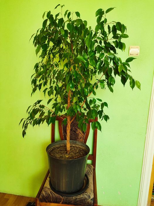 Фикус Бенджамина