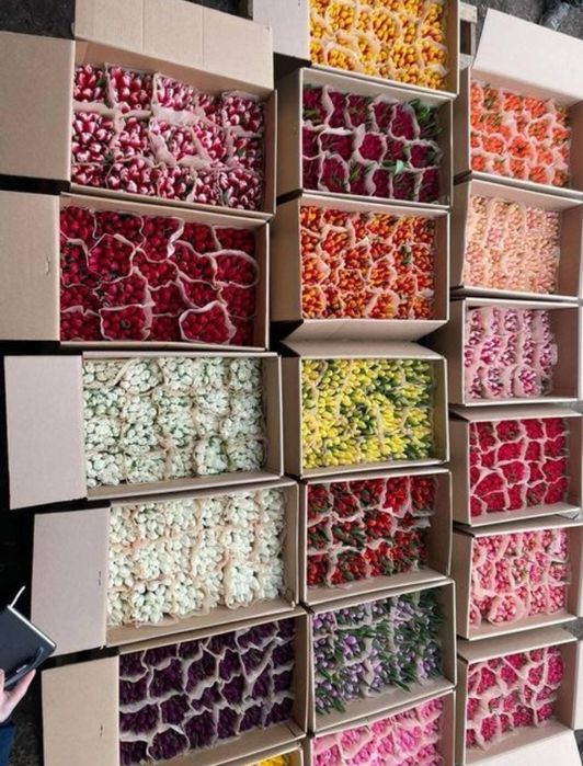 Луковицы тюльпаны оптом