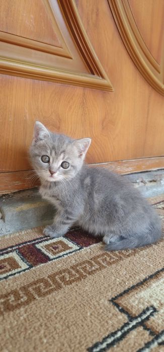 Котята Скотиш страйт и Скотиш фолд