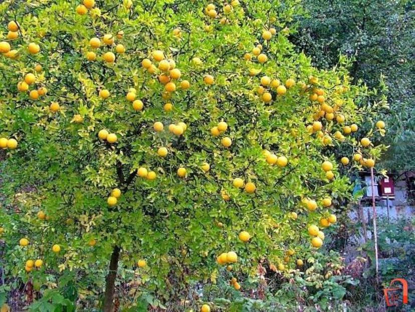 Lamaiul chinezesc de gradina Poncirus trifoliatum