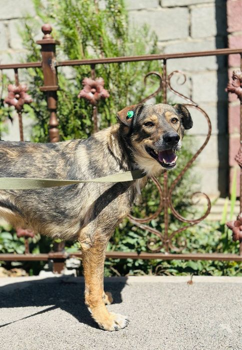 Гайда! В хорошие руки. Отлично охраняет.