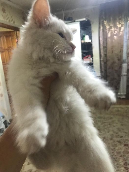 Котенка в любящие руки