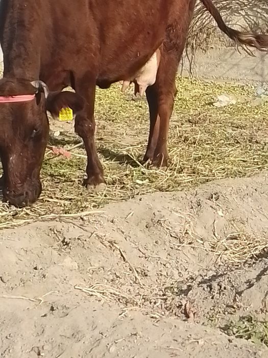 Ona bola sigir sotiladi bolasi urxochi 25 mln kami bor