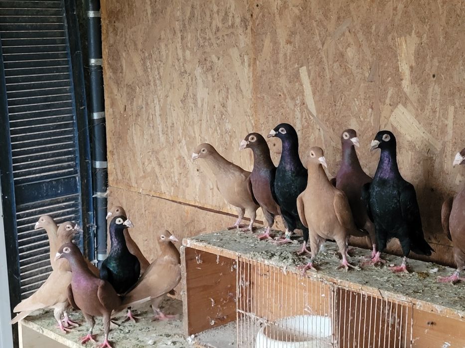 Pauni,fazani,porumbei,rate mandarine