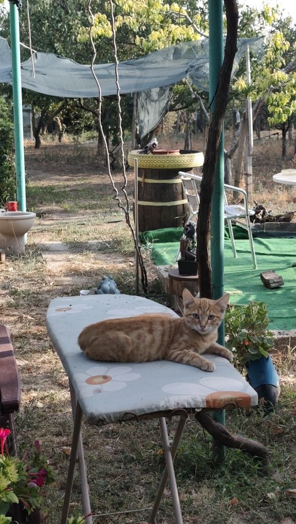 Малки игриви котенца