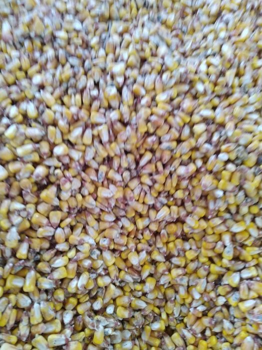 Vând porumb boabe 2026