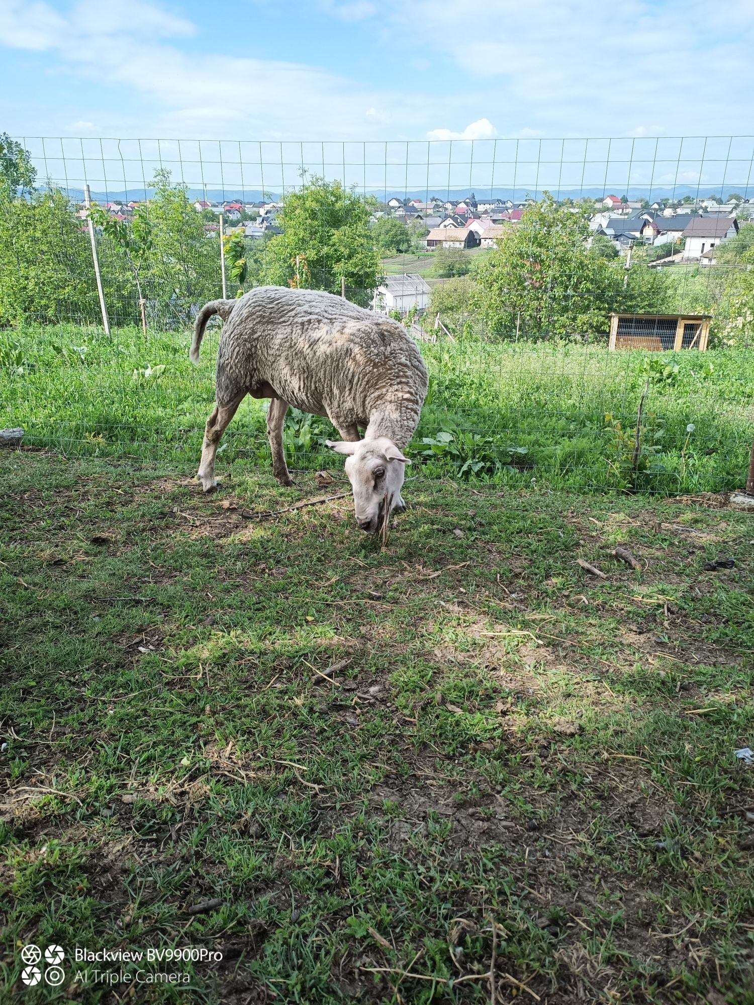 Oi texel ( rasa de carne)