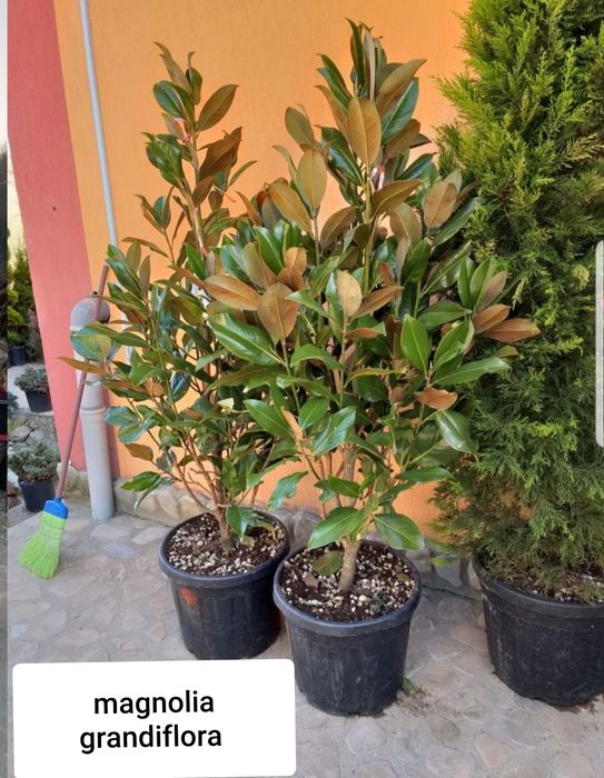 Tuia/mesteacan/tei argintiu/leylandii