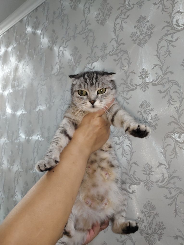 Ищем дом кошечке!