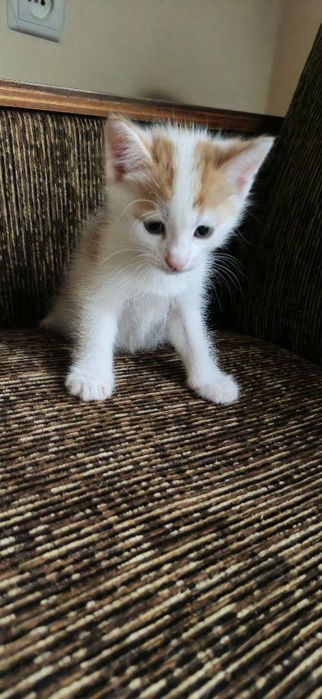 Отдам котенка в хорошие руки