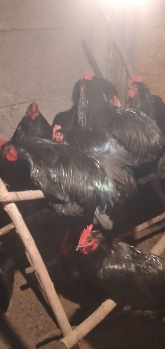 Vînd cocoși Australop