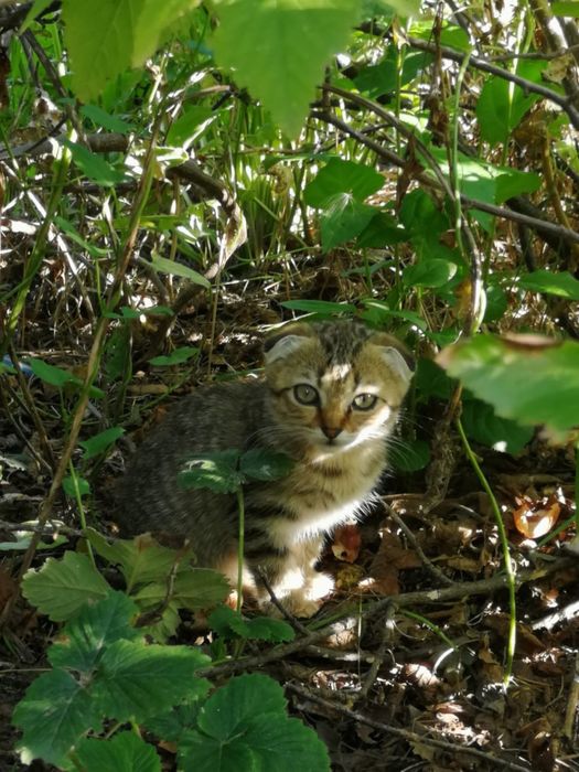 Котята в хорошие руки