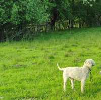 Mascul Lagotto Romagnolo